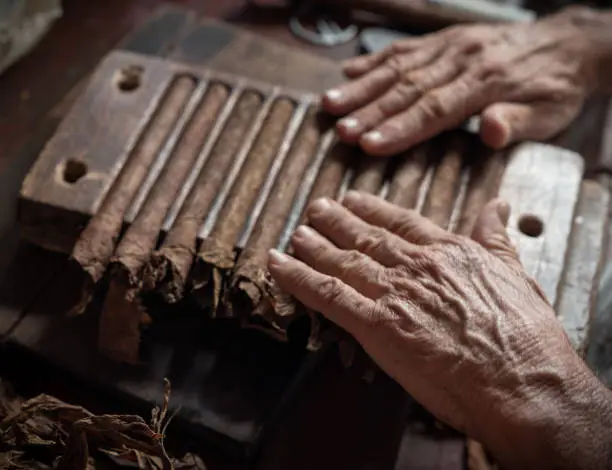 Photo of Cigar rolling or making by torcedor in cuba, Pinar del rio province