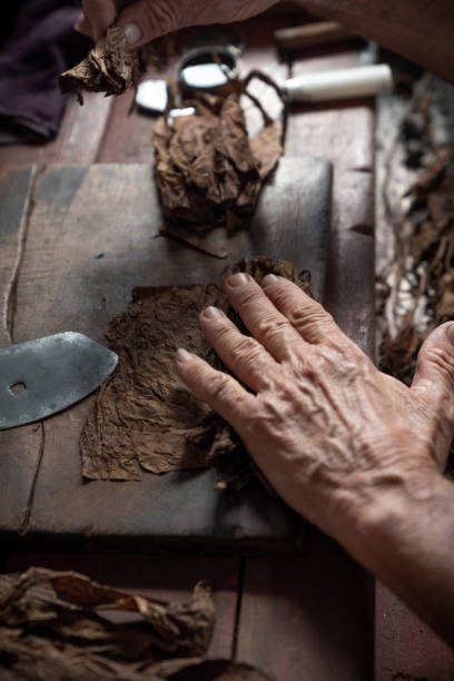 istock Cigar rolling or making by torcedor in cuba, Pinar del rio province 1161178190