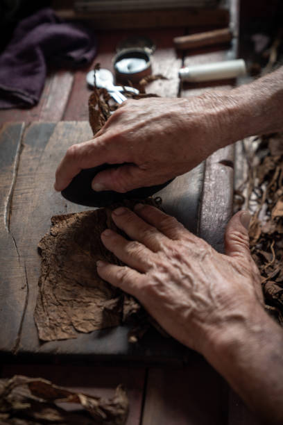 istock Cigar rolling or making by torcedor in cuba, Pinar del rio province 1161178193