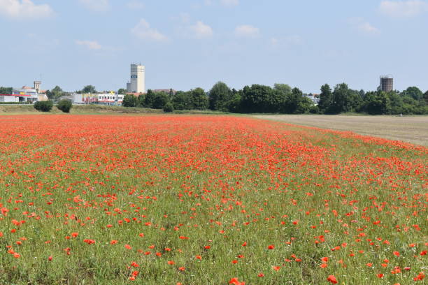 istock Field of poppies 1161178198