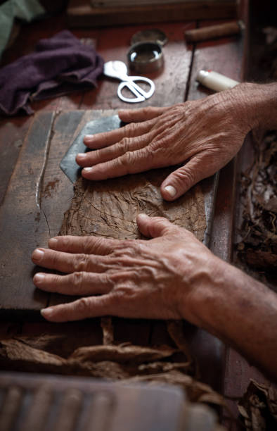 istock Cigar rolling or making by torcedor in cuba, Pinar del rio province 1161178284