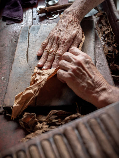 istock Cigar rolling or making by torcedor in cuba, Pinar del rio province 1161178287