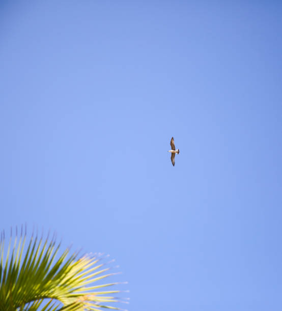 istock Sea gull flying high in the blue sky. Palm tree on sunny day. 1161178303