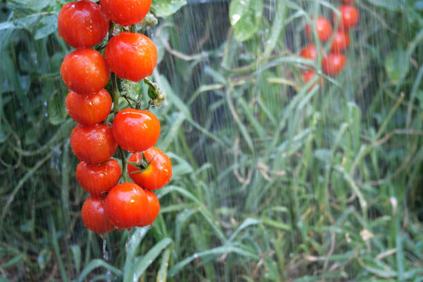 bush de tomates rouges sous les jets de pluie, accrochés à une branche dans le jardin ou sur le terrain parmi la végétation verte. - nature rain crop europe photos et images de collection