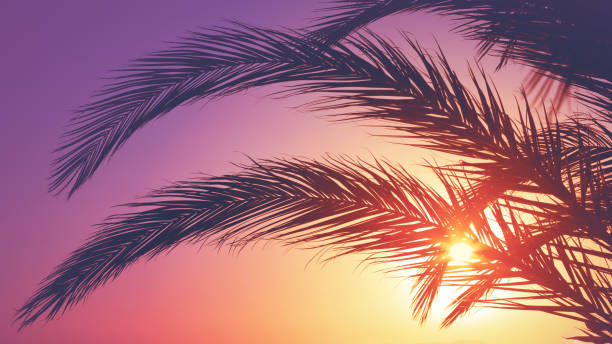 istock Silhouette of palm leaves at sunset. 1161182078