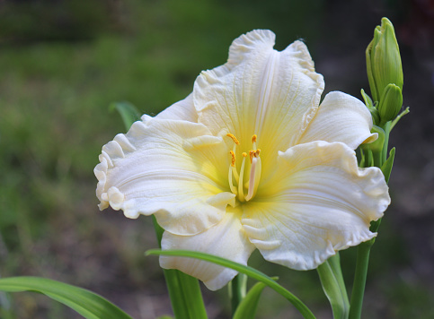 Luxury flower Daylily , Hemerocallis in the garden, close-up.Edible flower. Daylilies are perennial plants,they only bloom for 24 hours.
