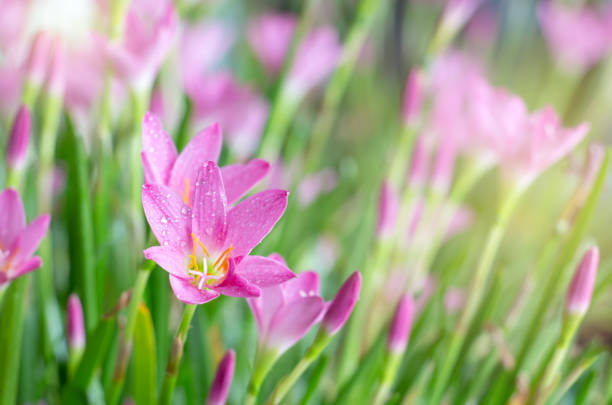 Zephyranthes rosea or Rain lily Zephyranthes rosea or Rain lily zephyranthes rosea stock pictures, royalty-free photos & images