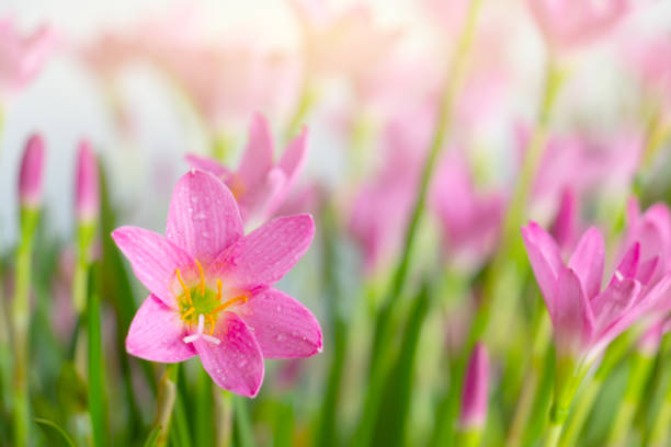 Zephyranthes rosea or Rain lily Zephyranthes rosea or Rain lily zephyranthes rosea stock pictures, royalty-free photos & images