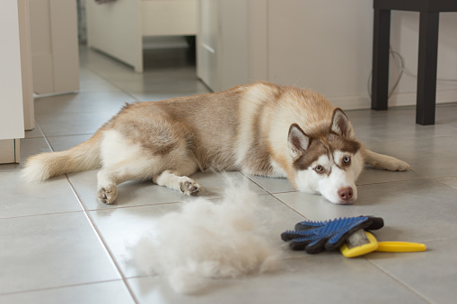 El husky siberiano se acuesta en el suelo en un montón de su piel y peine de perro. photo