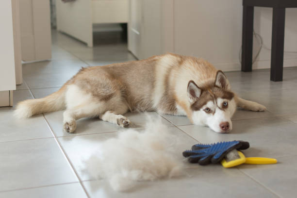 el husky siberiano se acuesta en el suelo en un montón de su piel y peine de perro. - grooming dog pets brushing fotografías e imágenes de stock