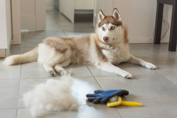syberyjski husky leży na podłodze w stosie jego futra i grzebienia psa. - grooming dog pets brushing zdjęcia i obrazy z banku zdjęć