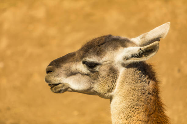 istock Closeup of the lama head 1161182458
