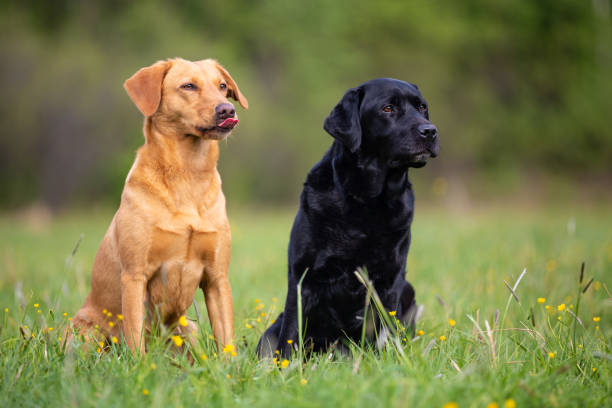 Two Labrador retriever dogs, yellow and black stock photo