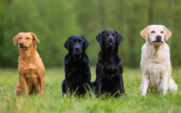 istock Four Labrador retriever dogs on the meadow 1161182664