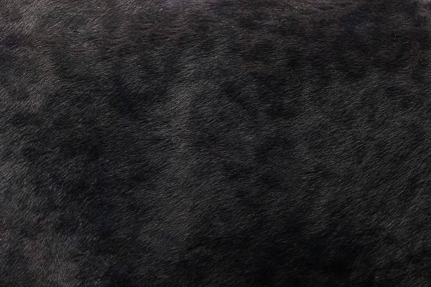 istock Black panther skin texture background 1161183471