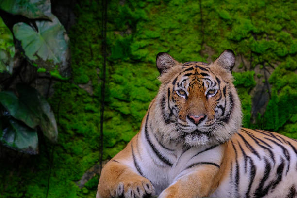 istock Bengal Tiger in forest show head and leg 1161183543