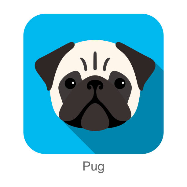 Pug face flat icon design, vector illustration pug face flat icon design, vector illustration pug isolated stock illustrations