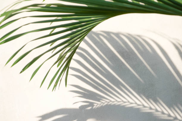 istock abstract background texture of shadows palm leaves on a concrete wall 1161183926