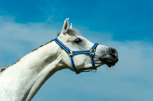 Portrait of a white arabian horse
