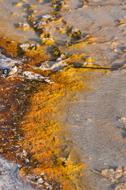 istock Geyser in Biscuit Basin in Yellowstone National Park 1161185497