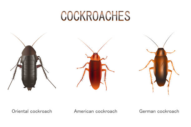 Types of Cockroaches Illustration of Types of Cockroaches cockroach stock illustrations