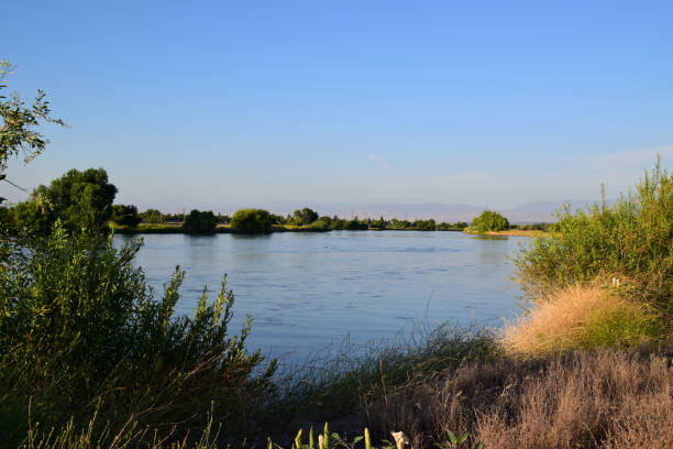 Kern river lush vegetation during summer season.