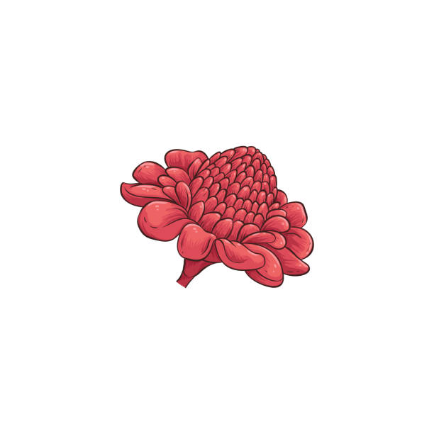 Beautiful red flower, australian waratah or telopea in hand drawn cartoon style Beautiful red flower, Australian Waratah or Telopea in hand drawn cartoon style, cute flat floral icon, spring garden plant in blossom, nature vector illustration isolated on white background telopea stock illustrations
