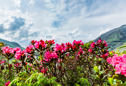 Red Alps roses in the mountains