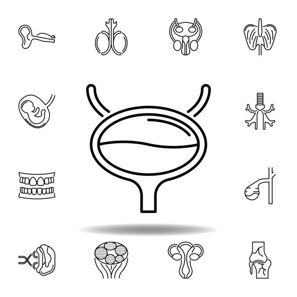 ilustraciones, imágenes clip art, dibujos animados e iconos de stock de conjunto de órganos humanos icono de contorno de la vejiga. los signos y símbolos se pueden utilizar para web, logotipo, aplicación móvil, interfaz de usuario, experiencia de usuario - human cardiovascular system heart shape human hand healthy lifestyle