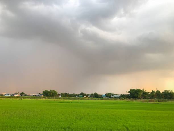 istock fresh green rice field before raining at Thailand 1161189544