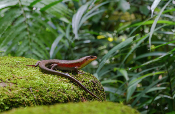 istock garden lizard in on the ground 1161189564