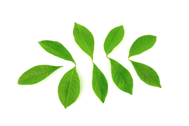 istock tropical leaves isolated on white background 1161190022