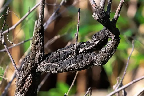 Photo of Closeup of Black Knot covering a branch