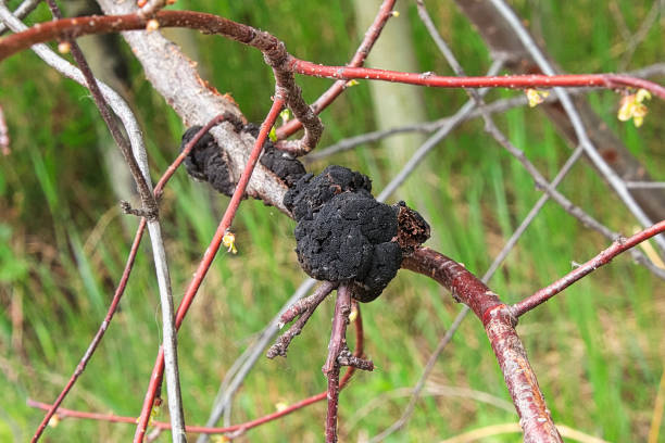istock Black Knot disease growing on a cherry tree 1161190994