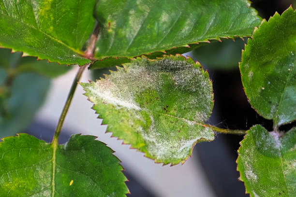 istock Closeup of a leaf covered in powdery mildew 1161191003