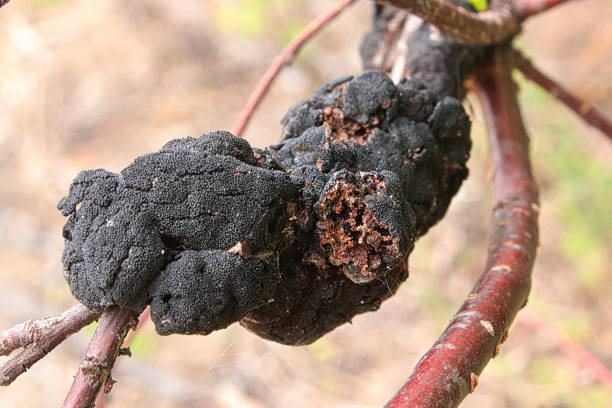 istock A macro view of Blackknot disease on a branch 1161191011