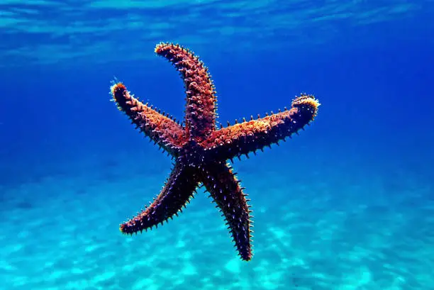 Mediterranean rock seastar - Coscinasterias tenuispina