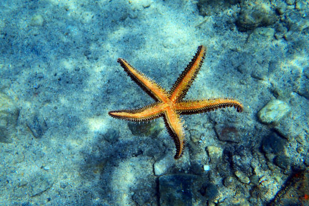 istock Mediterranean rock seastar - Coscinasterias tenuispina 1161191132