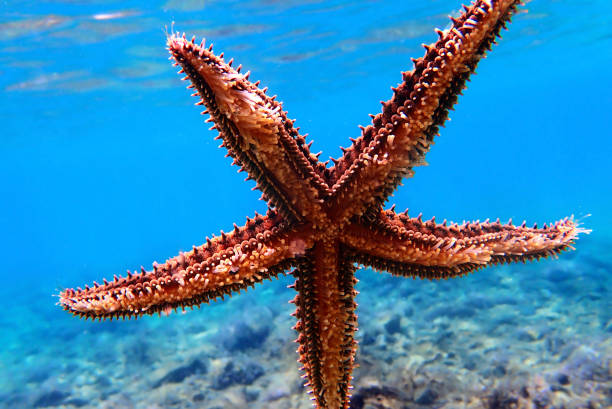 istock Mediterranean rock seastar - Coscinasterias tenuispina 1161191140