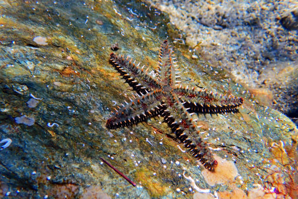 istock Mediterranean rock seastar - Coscinasterias tenuispina 1161191147