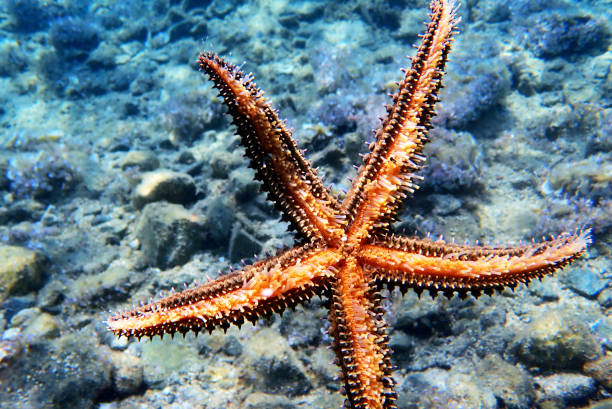istock Mediterranean rock seastar - Coscinasterias tenuispina 1161191149