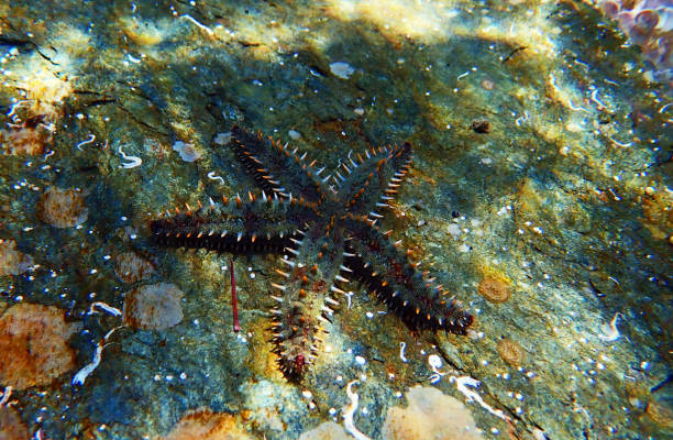 istock Mediterranean rock seastar - Coscinasterias tenuispina 1161191154