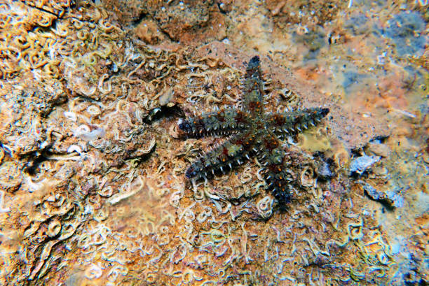 istock Mediterranean rock seastar - Coscinasterias tenuispina 1161191178