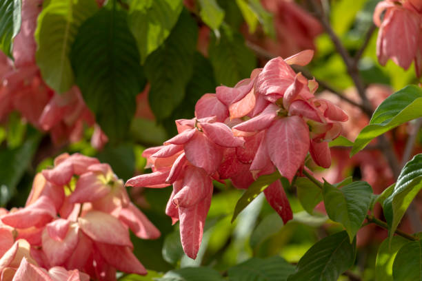 Blurred nature background with Mussaenda philippica flowers grows as a shrub or small tree, Native to the Philippines Blurred nature background with Mussaenda erythrophylla, Ashanti blood, tropical dogwood, is an evergreen West African shrub. The bracts of the shrub may have different shades, including red and pink pink mussaenda flower stock pictures, royalty-free photos & images