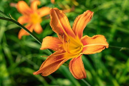 Garden Day Lily in Afternoon Light.