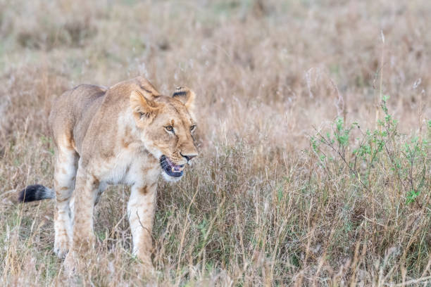 istock Lioness walking alone in Maasai Mara looking for prey 1161192794