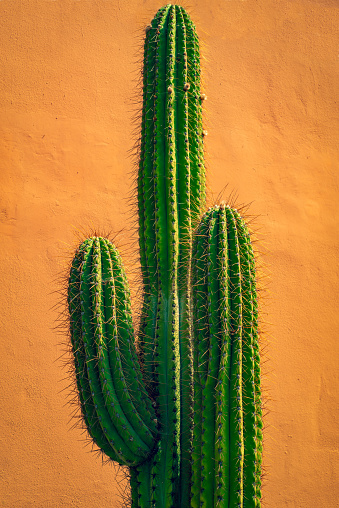 Background Image of A Tall Cactus In Front of a Terracotta Colored Wall