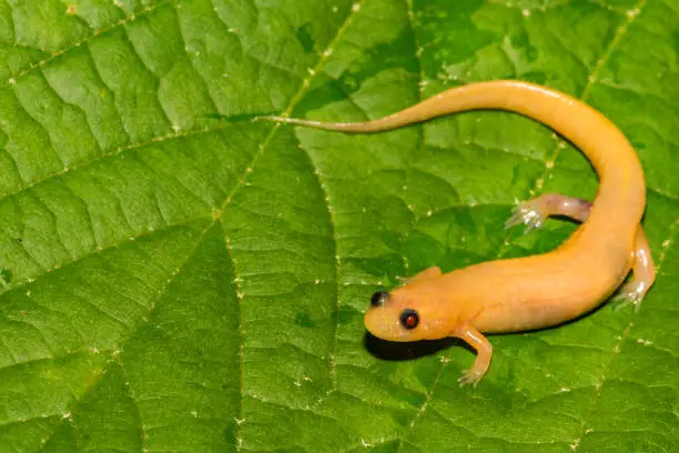 Photo of Albino Dusky Salamander