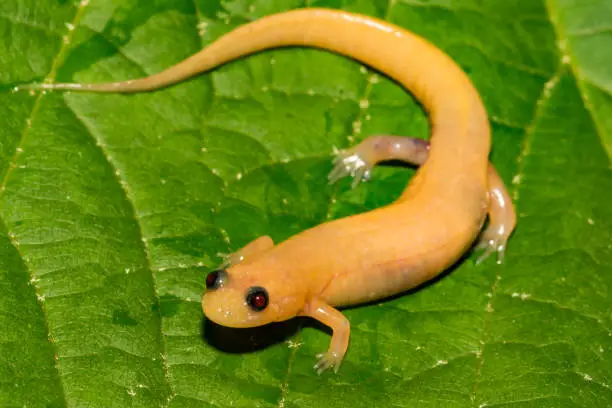 Photo of Albino Dusky Salamander