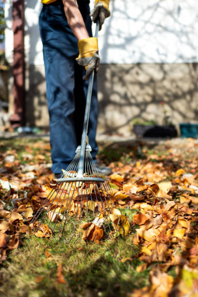 istock Man cleaning fallen leaves in the yard 1161193197
